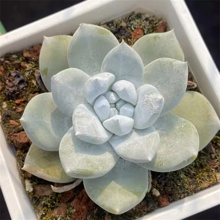 Dudleya Pachyphytum