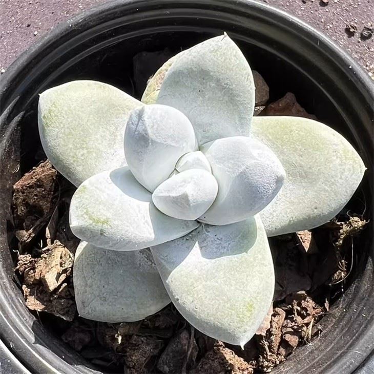Dudleya Pachyphytum
