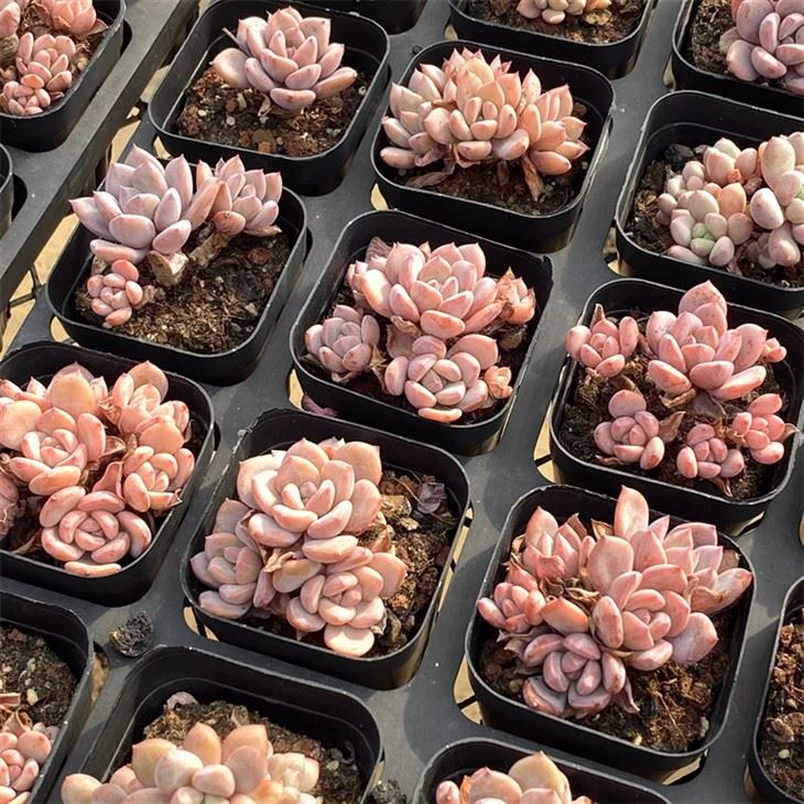 Graptoveria 'Debbie