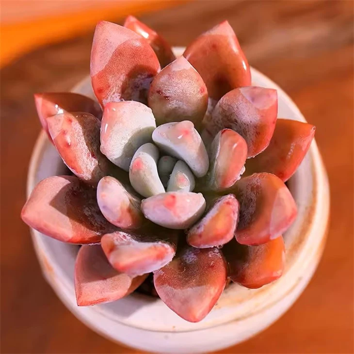 Graptoveria 'Debbie