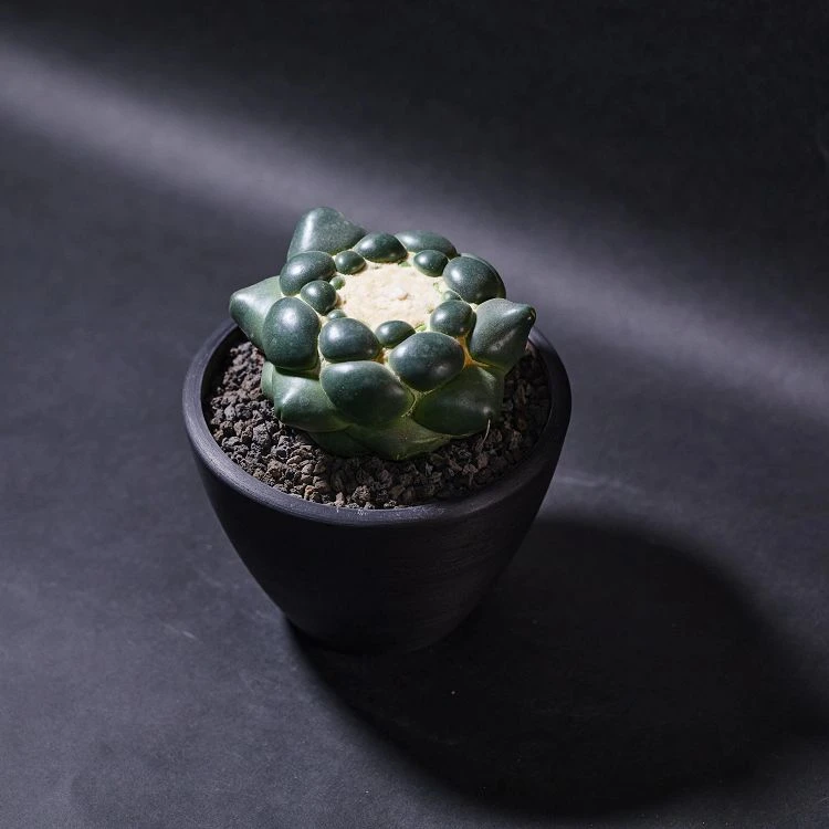 Coryphantha Elephantidens best