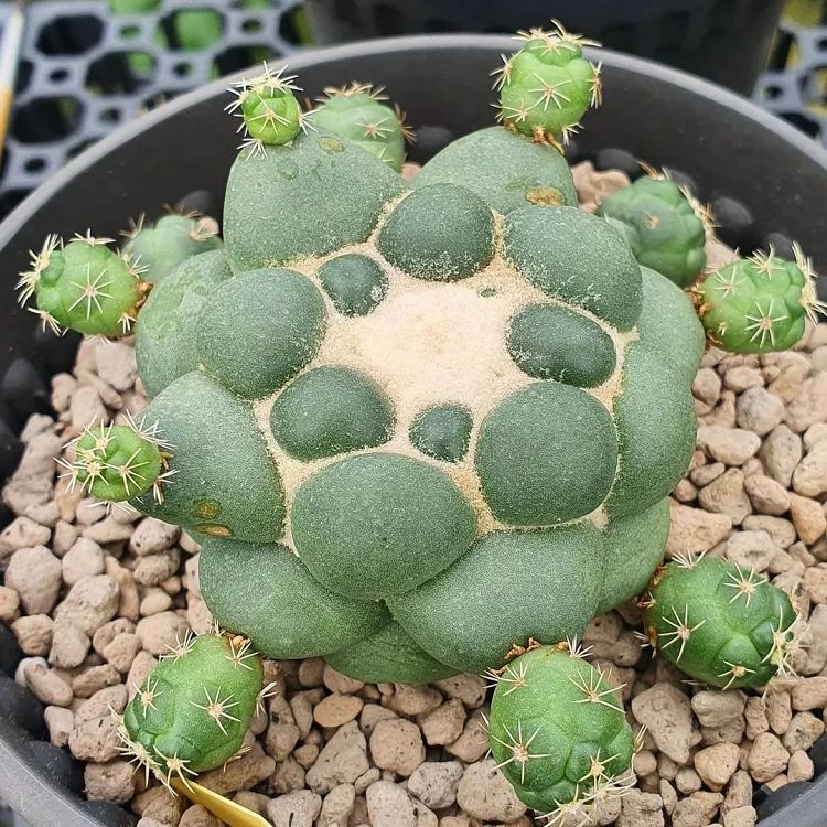 Coryphantha Elephantidens factory