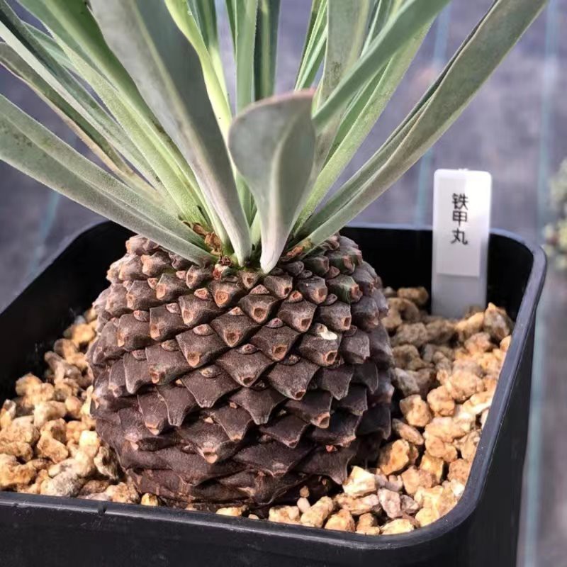 Euphorbia Bupleurifolia Jacq