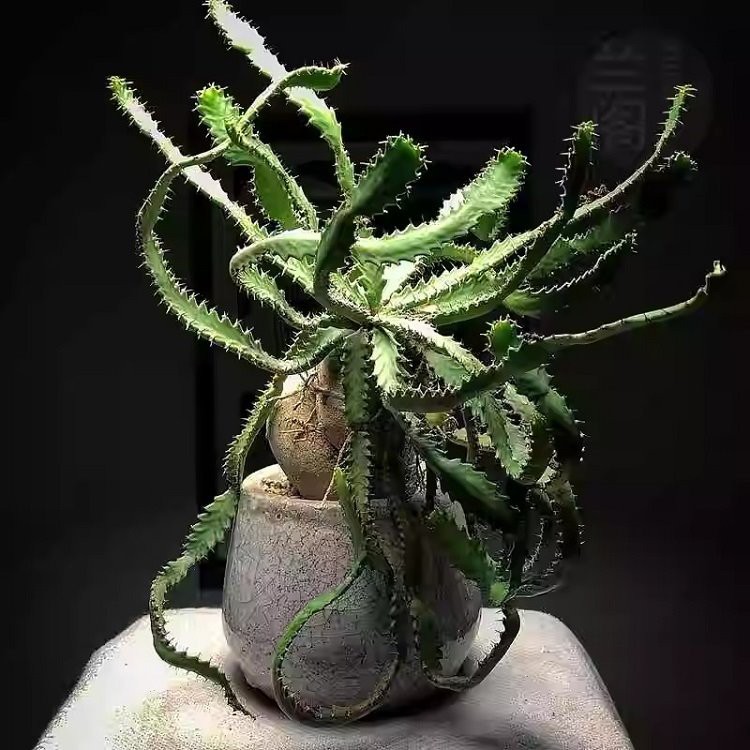 Euphorbia Stellata