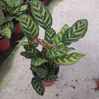 Calathea Makoyana E. Morr.
